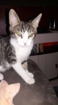 tigrinho