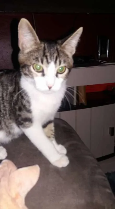 Gato ra a srd idade 2 a 6 meses nome tigrinho