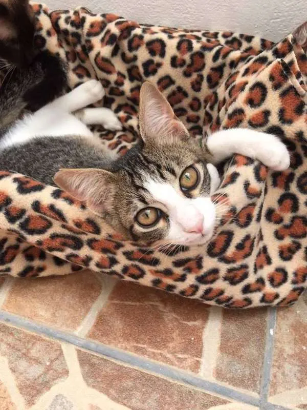 Gato ra a srd idade 2 a 6 meses nome tigrinho