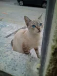 Esmeralda