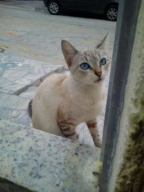 Gato ra a Sialta idade 2 anos nome Esmeralda