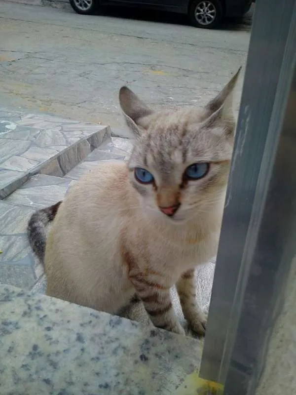 Gato ra a Sialta idade 2 anos nome Esmeralda