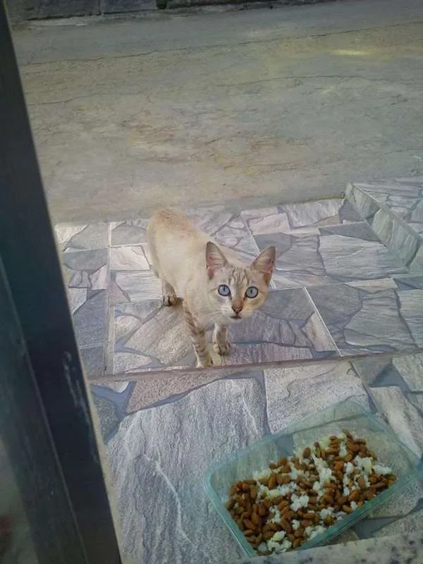 Gato ra a Sialta idade 2 anos nome Esmeralda