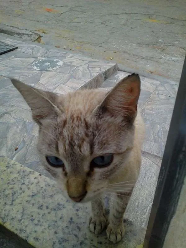 Gato ra a Sialta idade 2 anos nome Esmeralda