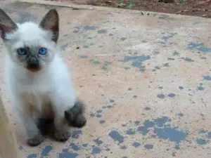 Gato raça Siamês idade Abaixo de 2 meses nome Sem Nome