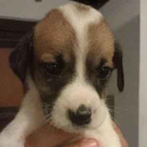 Cachorro raça SRD idade Abaixo de 2 meses nome --