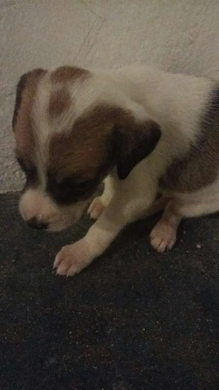 Cachorro ra a SRD idade Abaixo de 2 meses nome --