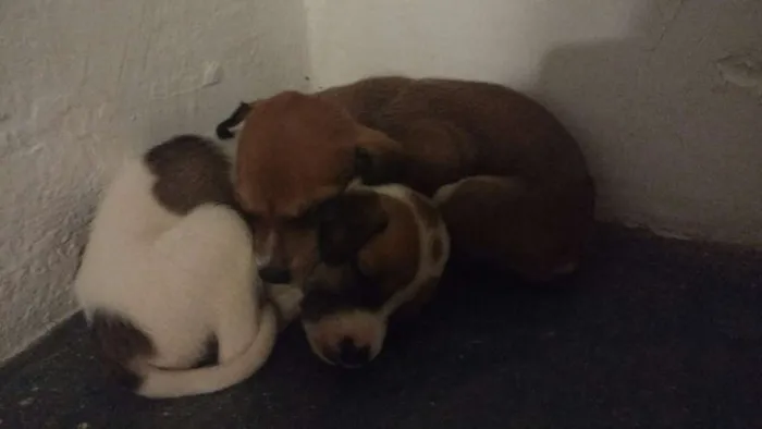 Cachorro ra a SRD idade Abaixo de 2 meses nome --