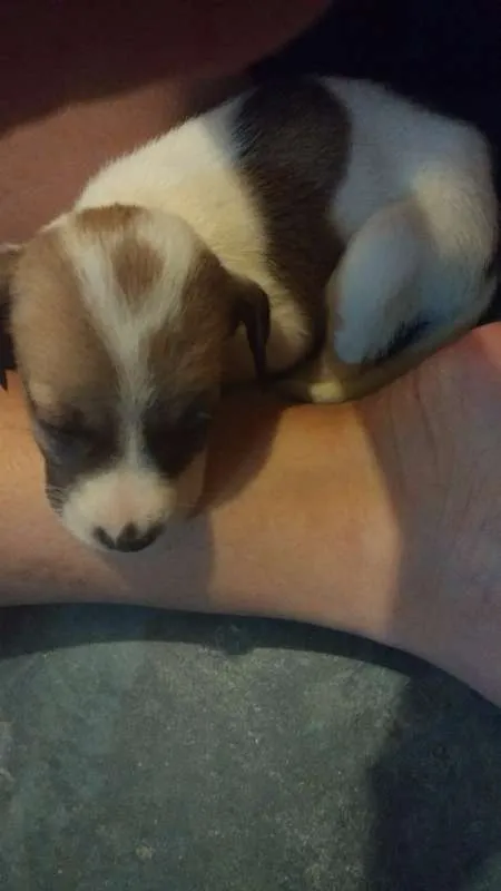 Cachorro ra a SRD idade Abaixo de 2 meses nome --