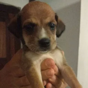 Cachorro raça SRD idade Abaixo de 2 meses nome Ainda não tem