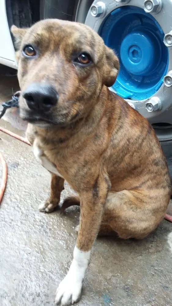 Cachorro ra a SRD idade 1 ano nome Tigre