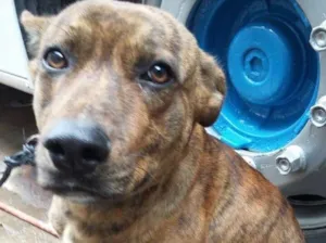 Cachorro raça SRD idade 1 ano nome Tigre