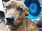 Cachorro raça SRD idade 1 ano nome Tigre