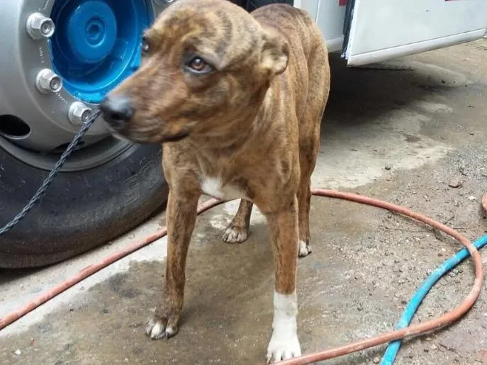 Cachorro ra a SRD idade 1 ano nome Tigre