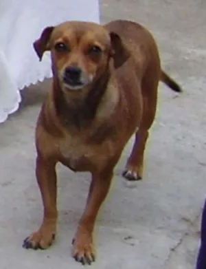 Cachorro raça Vira Lata idade 6 ou mais anos nome Belinha