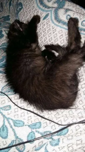 Gato raça  idade 2 a 6 meses nome CACAU
