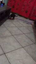CACAU