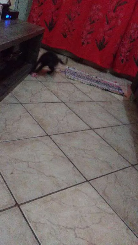 Gato ra a  idade 2 a 6 meses nome CACAU
