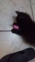 CACAU