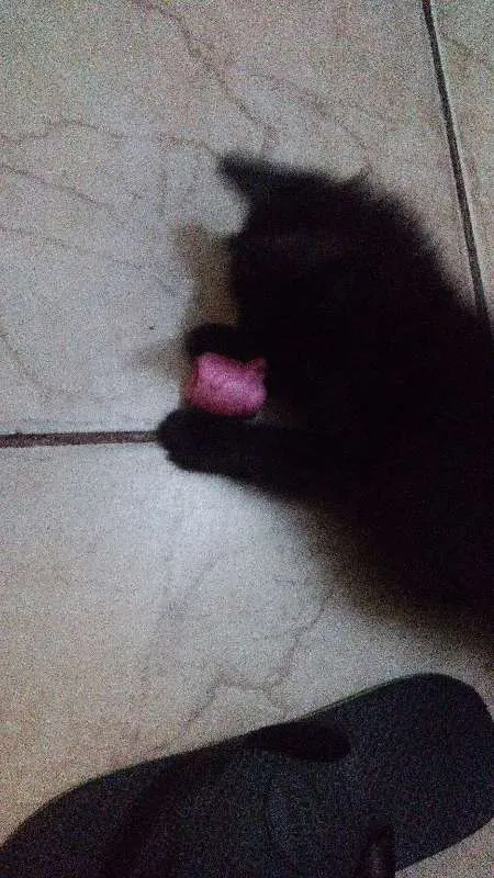 Gato ra a  idade 2 a 6 meses nome CACAU