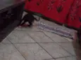 CACAU