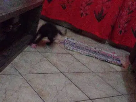 Gato ra a  idade 2 a 6 meses nome CACAU
