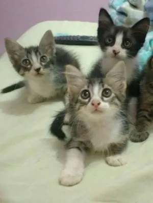 Gato raça  idade 2 a 6 meses nome Filhotes