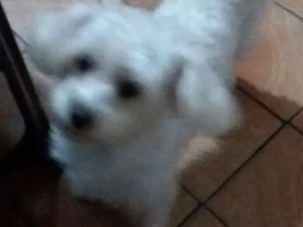 Cachorro ra a Maltês  mestiça  idade 2 anos nome Kelly