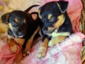 Cachorro raça Srd idade Abaixo de 2 meses nome Nao tem