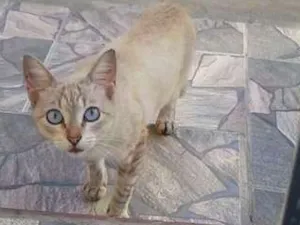 Gato raça Sialta idade 2 anos nome Esmeralda