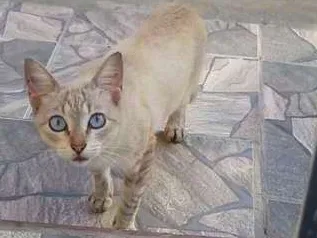 Gato ra a Sialta idade 2 anos nome Esmeralda