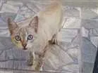 Gato raça Sialta idade 2 anos nome Esmeralda