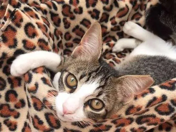 Gato ra a srd idade 2 a 6 meses nome tigrinho