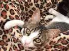 Gato raça srd idade 2 a 6 meses nome tigrinho