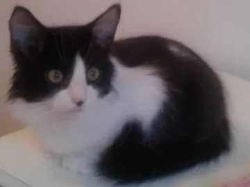 Gato ra a SRD idade 2 a 6 meses nome GUGA
