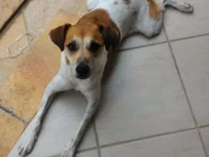 Cachorro raça SRD idade 1 ano nome Lola