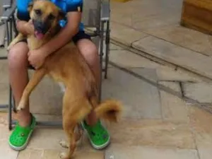 Cachorro raça SRD idade  nome Lola e Freddy