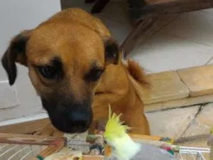 Cachorro raça SRD idade 1 ano nome Freddy