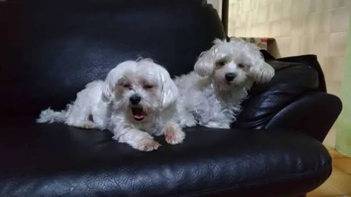 Cachorro ra a Maltês  idade 6 ou mais anos nome Kiara