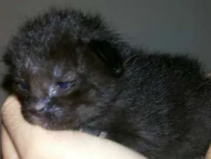 Gato raça viralata idade Abaixo de 2 meses nome sem nomes