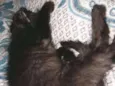 CACAU