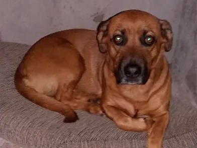 Cachorro ra a Vira lata idade 3 anos nome Isabela