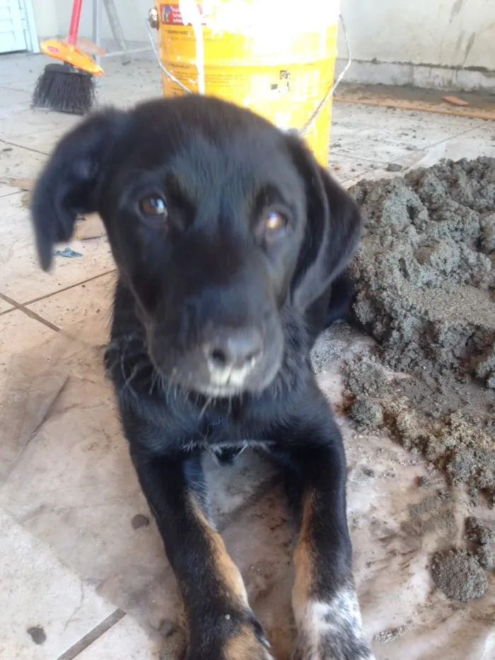 Cachorro ra a SRD idade 2 a 6 meses nome Bebê 