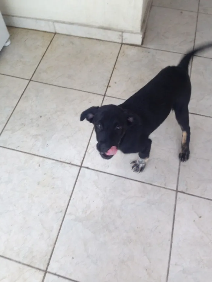 Cachorro ra a SRD idade 2 a 6 meses nome Bebê 