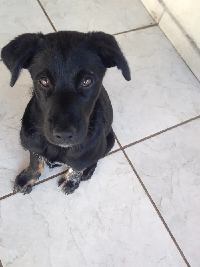Cachorro ra a SRD idade 2 a 6 meses nome Bebê 