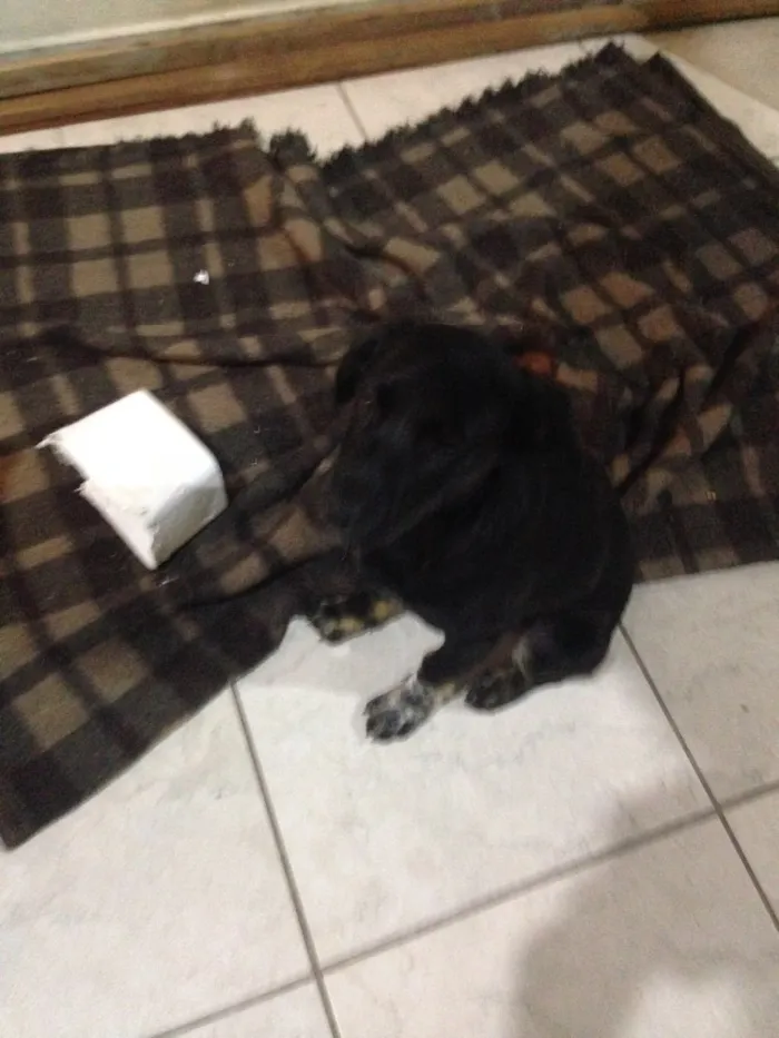 Cachorro ra a SRD idade 2 a 6 meses nome Bebê 