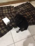 Bebê