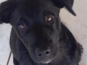 Cachorro raça SRD idade 2 a 6 meses nome Bebê 