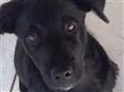Cachorro raça SRD idade 2 a 6 meses nome Bebê 