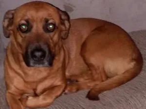 Cachorro raça Vira lata idade 3 anos nome Isabela